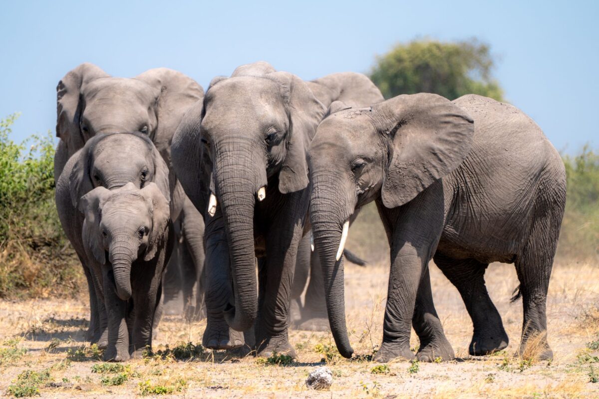 leny yoro bleus france éléphants disent